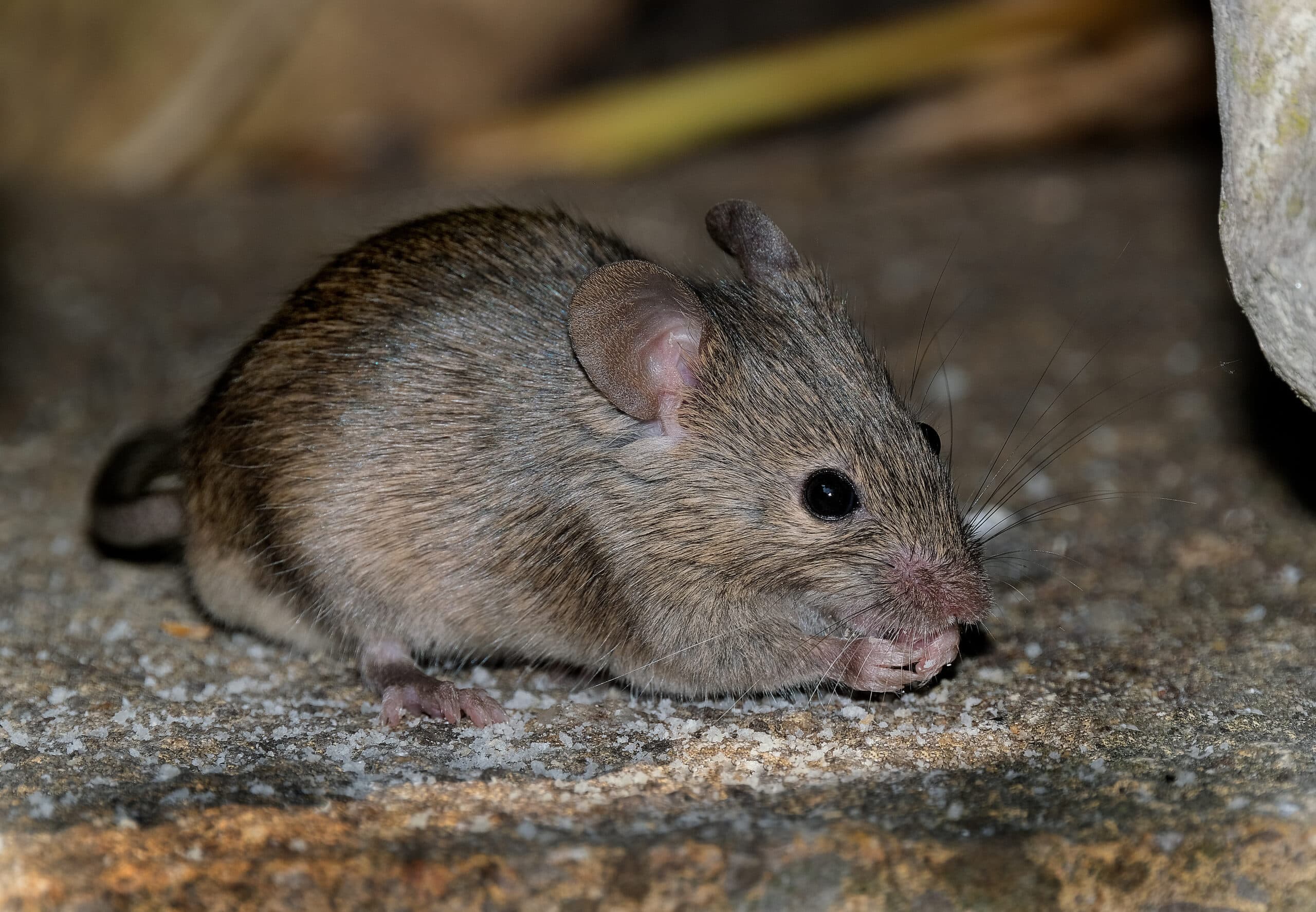 Preventing Moisture, Mold, and Mice: Sealing Your Basement Floor Preventing Moisture, Mold, and Mice: Sealing Your Basement Floor